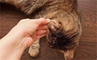 猫癣用酒精擦还是碘伏擦好