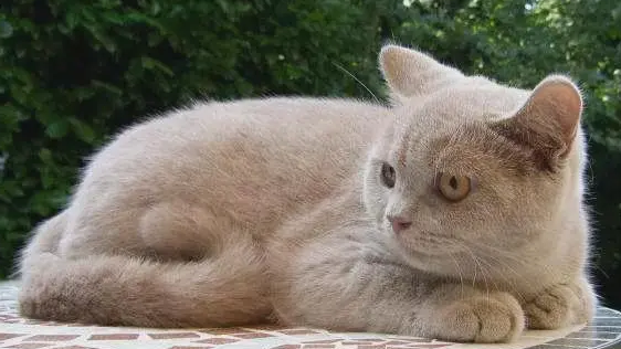 为什猫咪颜色不一样么？来看看吧