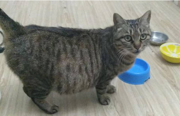 猫咪怀孕几个月生小猫咪 猫咪怀孕几个月生小猫咪