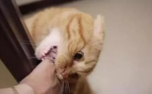 猫咬人怎么教育