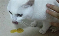 刚买的小猫吐了怎么办啊