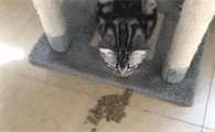 成年猫吐了没消化的猫粮怎么办