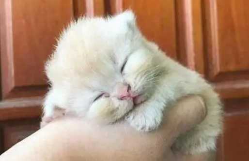 小猫崽身体发凉要死了怎么办 小猫崽身体发凉要死了怎么办