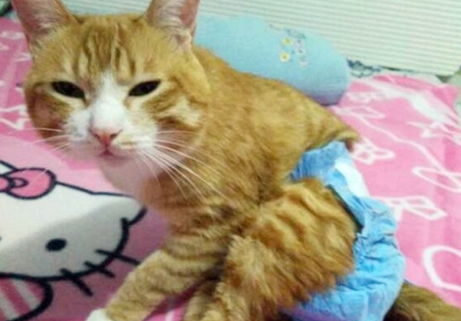 猫有大姨妈吗