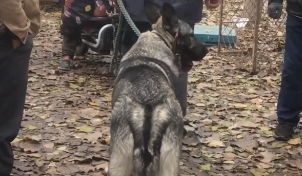 罕见狼青，最后还是1400来块被卖上了狗肉车
