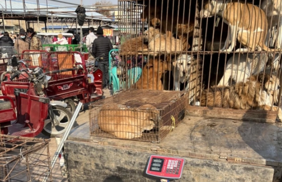 名犬贬值“沦为食物”10元一斤 名犬贬值“沦为食物”10元一斤