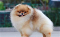 博美犬的价格