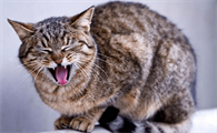 猫咪偶尔会像哮喘一下的喘气怎么回事
