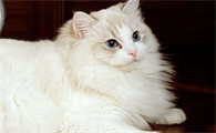猫喜欢什么颜色