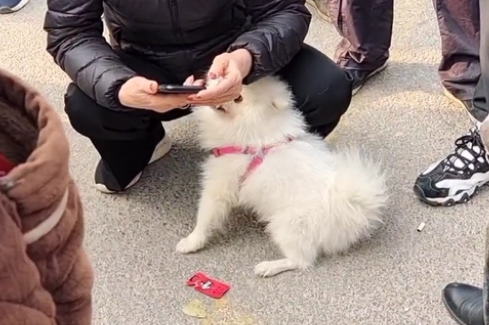 女子抱着丢失爱犬痛哭，想要拿回却不容易