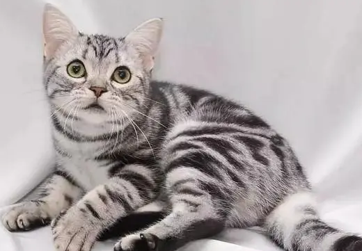 美短猫优缺点 美短猫优缺点