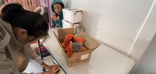 男子做心脏复苏救回猫，医生：多亏抢救及时