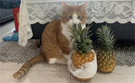 猫能吃菠萝吗