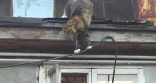 猫咪爬到屋顶休息，回窝时走捷径吓坏主人