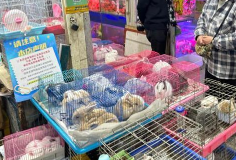 从80元到160元，宠物兔价格翻了一番！