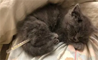 怎么给猫量体温