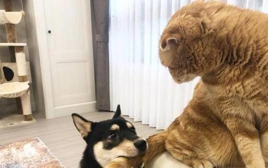 狗咬住猫尾巴，猫反手一巴掌