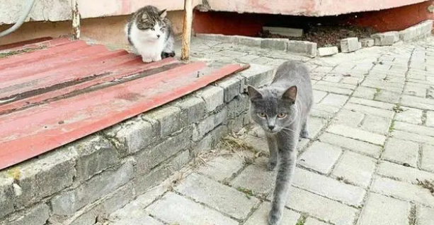 俄罗斯男子射杀流浪猫，竟说自己在做好事？