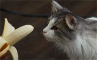 猫咪能吃香蕉吗