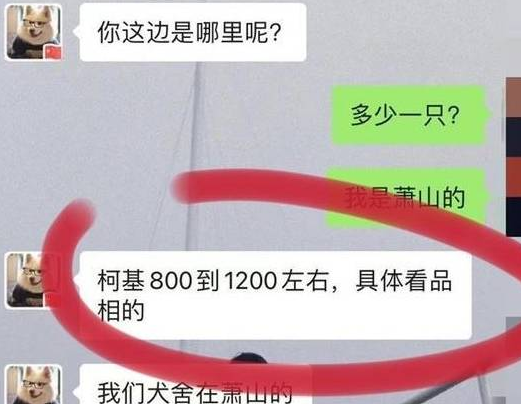 杭州网友一次买狗经历，八百元变成一万元