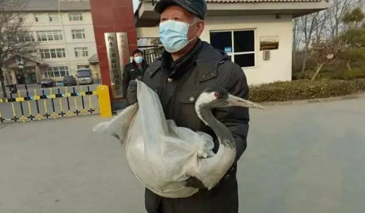 暖心！衡水两市民救助国家二级保护动物灰鹤