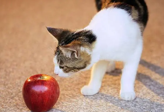 猫可以吃苹果吗
