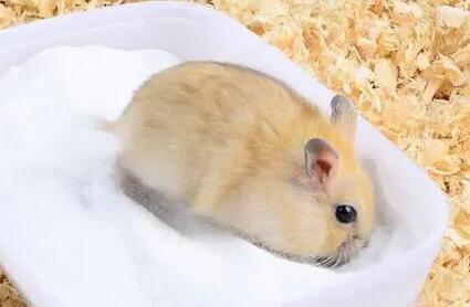 仓鼠怎么消毒 仓鼠怎么消毒