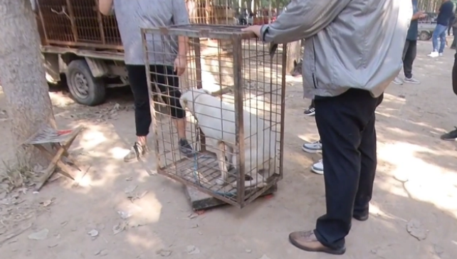 拉布拉多朝主人摇尾巴，奈何被扔上狗肉车