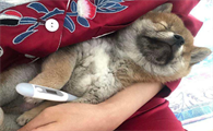 狗发烧的症状