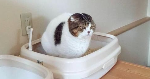猫咪拉出血块怎么回事