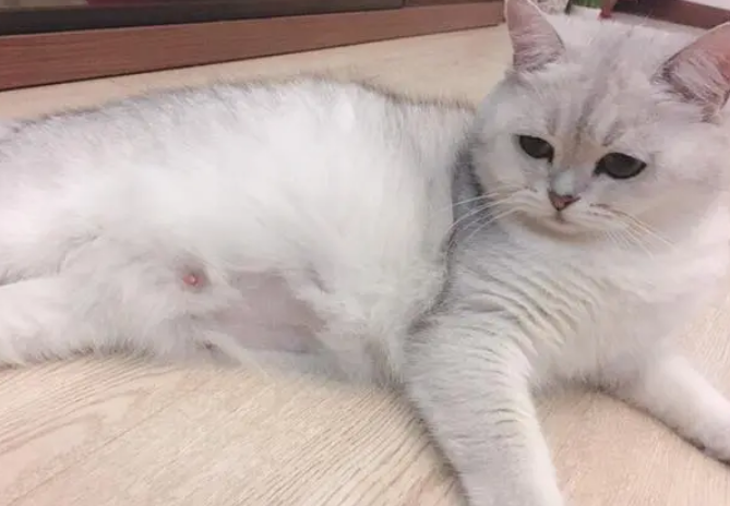 怎么确定母猫怀孕了