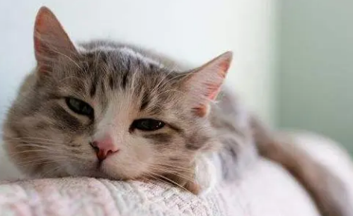 小猫生病了不吃东西怎么办