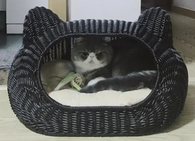 猫窝怎么消毒 猫窝怎么消毒