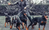 杜宾是禁养犬吗