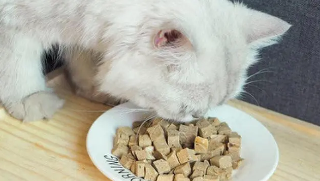 猫吃什么食物