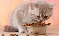 不容易上火的猫粮
