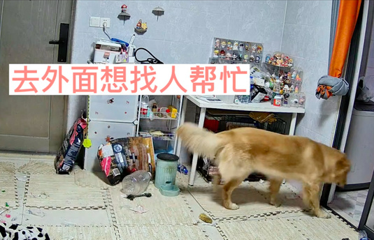 主人阳了后，狗狗在客厅守着不知该怎么办