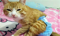 猫有大姨妈吗