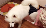 狗会来月经吗多久来一次