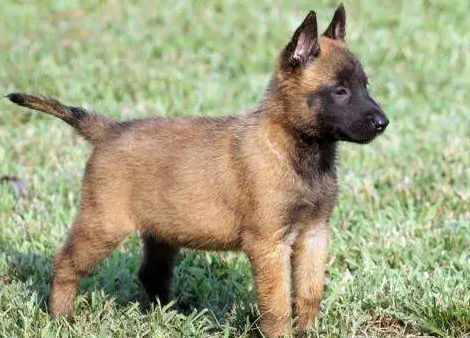 马犬幼犬训练