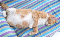 猫咪怀孕几个月