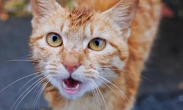 猫咪一直叫的很凄惨是为什么 猫咪一直叫的很凄惨是为什么