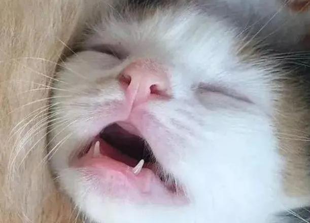 猫咪几个月换牙