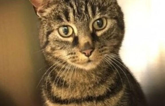 众里寻猫千百度,蓦然回首,猫却在自家附近