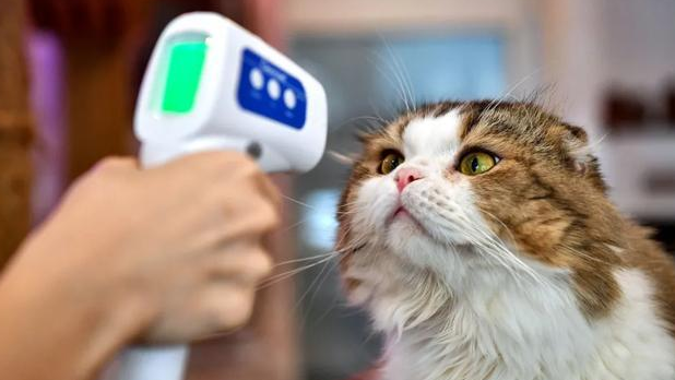 猫会被主人传染新冠吗