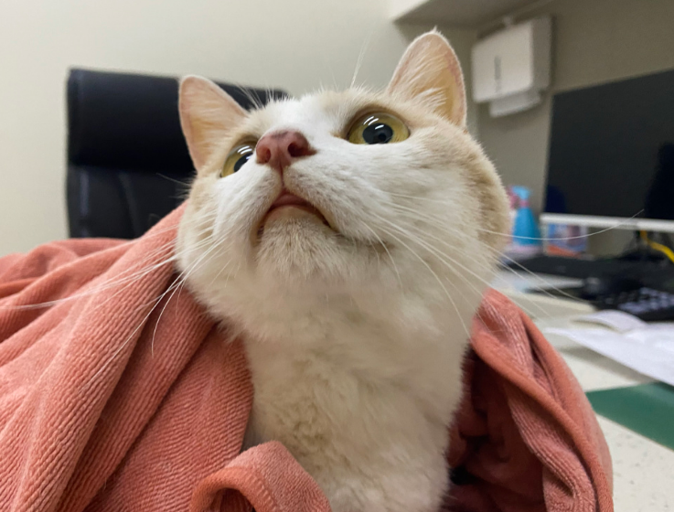 猫黄疸早期到晚期需要多久治愈