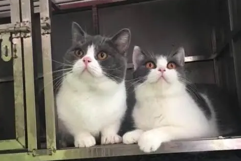 两只蓝白会生出蓝猫吗？铲屎官了解一下