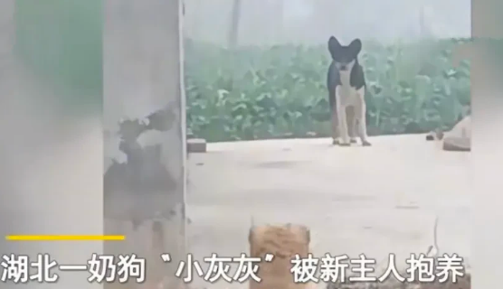 小奶狗被养一个月，狗妈妈突然出现瞬间破防