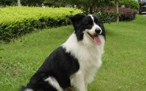 边境牧羊犬性格 边境牧羊犬性格