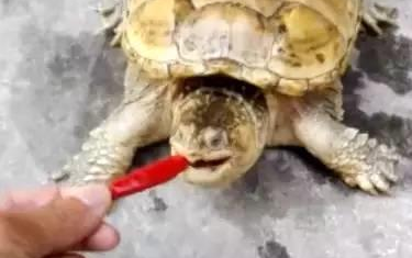 拿辣椒喂鳄龟,鳄龟辣的在屋里上蹿下跳 拿辣椒喂鳄龟,鳄龟辣的在屋里上蹿下跳
